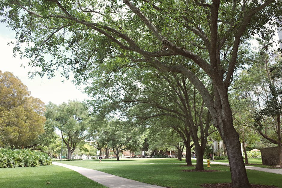Lush green pathway in a university campu